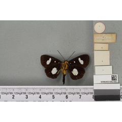 /filer/webapps/moths/media/images/L/lasti_Rothia_STM_BMNHb.jpg