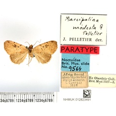 /filer/webapps/moths/media/images/M/modesta_Marcipalina_PTF_BMNH.jpg
