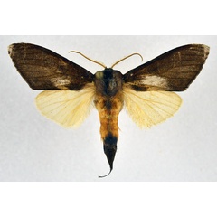 /filer/webapps/moths/media/images/M/maura_Tmetopteryx_AM_NHMO.jpg