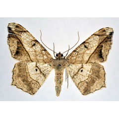 /filer/webapps/moths/media/images/S/simplicilinea_Chiasmia_AF_NHMO.jpg