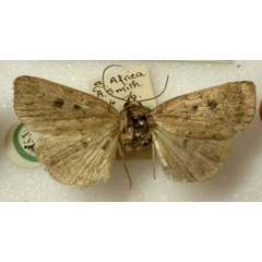 /filer/webapps/moths/media/images/A/absorbens_Athetis_ST_BMNH.jpg
