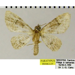 /filer/webapps/moths/media/images/S/socotrensis_Chloroclystis_PTM_ZSM.jpg