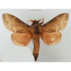 /filer/webapps/moths/media/images/C/capensis_Eutricha_AM_TMSA_01.jpg