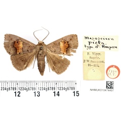 /filer/webapps/moths/media/images/P/picta_Mesosciera_HT_BMNH.jpg