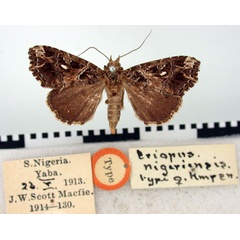/filer/webapps/moths/media/images/N/nigeriensis_Eriopus_AT_BMNH.jpg
