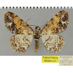 /filer/webapps/moths/media/images/R/rufina_Ectropis_PTM_ZSMa.jpg