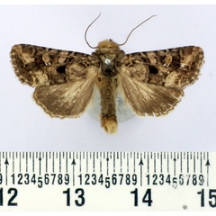 /filer/webapps/moths/media/images/I/inferior_Tycomarptes_AM_BMNH_02.jpg