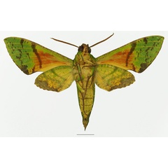 /filer/webapps/moths/media/images/L/lacordairei_Euchloron_AM_Basquin_02b.jpg
