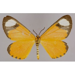 /filer/webapps/moths/media/images/T/tenuis_Zerenopsis_A_ZSM_01.jpg