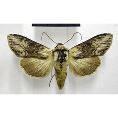/filer/webapps/moths/media/images/N/nigrilinea_Cucullia_AF_TMSA.jpg