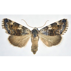 /filer/webapps/moths/media/images/B/biskrensis_Acontia_AF_NHMO.jpg