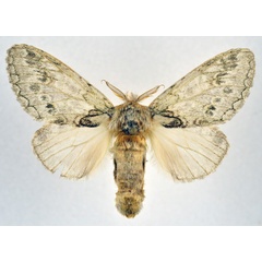/filer/webapps/moths/media/images/B/basalis_Desmeocraera_AF_NHMO.jpg
