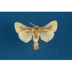 /filer/webapps/moths/media/images/F/fumealis_Kroonia_AM_TMSA.jpg
