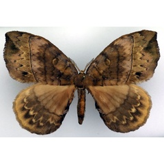 /filer/webapps/moths/media/images/G/gracilis_Gracilanja_AM_Basquin_01.jpg
