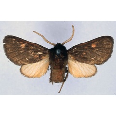 /filer/webapps/moths/media/images/J/jordani_Metarctia_HT_BMNH_01.jpg