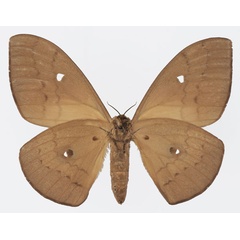 /filer/webapps/moths/media/images/M/meloui_Pseudobunaea_AF_Basquinb.jpg