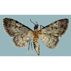 /filer/webapps/moths/media/images/G/grisea_Chloroclystis_AM_ZSMb.jpg
