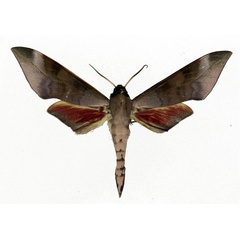 /filer/webapps/moths/media/images/B/bicolor_Phylloxiphia_AM_Basquin_01.jpg