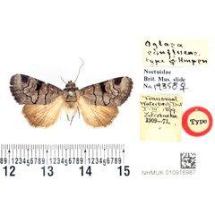 /filer/webapps/moths/media/images/C/confluens_Oglasa_HT_BMNH.jpg
