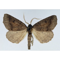 /filer/webapps/moths/media/images/E/erebaria_Aethiopodes_AM_TMSA.jpg