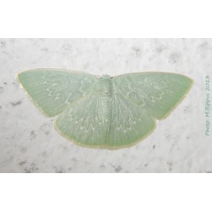 /filer/webapps/moths/media/images/L/leuconeura_Comostolopsis_A_Bippus.jpg