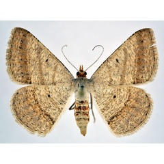 /filer/webapps/moths/media/images/C/catalaunaria_Isturgia_AF_NHMO.jpg