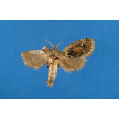/filer/webapps/moths/media/images/W/winteri_Moyencharia_PT_Lehmann.jpg
