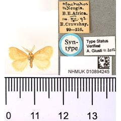 /filer/webapps/moths/media/images/R/rufopallens_Macroplectra_ST_BMNH_02.jpg