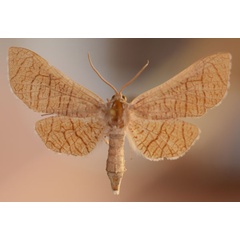 /filer/webapps/moths/media/images/S/splendida_Chrysotypus_AF_Butler.jpg