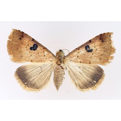 /filer/webapps/moths/media/images/R/resistens_Plecoptera_AF_TMSA_02.jpg