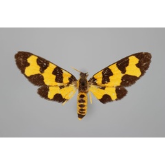 /filer/webapps/moths/media/images/V/viettei_Maculonaclia_A_BMNH.jpg