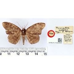 /filer/webapps/moths/media/images/E/excisa_Taviodes_HT_BMNH.jpg