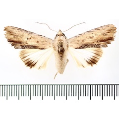 /filer/webapps/moths/media/images/V/voeltzkowi_Lyncestis_AF_BMNH.jpg