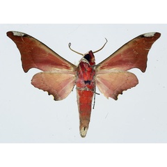 /filer/webapps/moths/media/images/H/hollandi_Avinoffia_A_Poirier_02.jpg