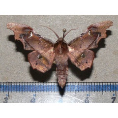 /filer/webapps/moths/media/images/S/specularia_Dioptrochasma_A_Goff.jpg
