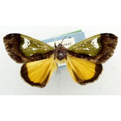 /filer/webapps/moths/media/images/A/argyrochlora_Pseudotuerta_PTM_USNM.jpg