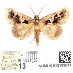 /filer/webapps/moths/media/images/P/plumipes_Anoba_AM_BMNH.jpg