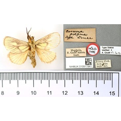/filer/webapps/moths/media/images/P/polana_Cosuma_HT_BMNH.jpg