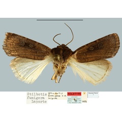 /filer/webapps/moths/media/images/F/fumigera_Stilbotis_HT_MNHN.jpg