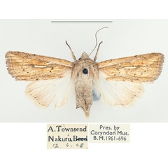 /filer/webapps/moths/media/images/U/ustata_Mythimna_AF_BMNH.jpg