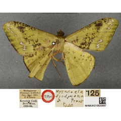 /filer/webapps/moths/media/images/S/spodozona_Hypocoela_HT_BMNH.jpg