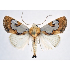 /filer/webapps/moths/media/images/A/argyroplaga_Westermannia_AM_NHMO.jpg