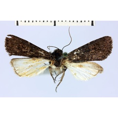 /filer/webapps/moths/media/images/M/maura_Brithysana_AF_MNHN.jpg