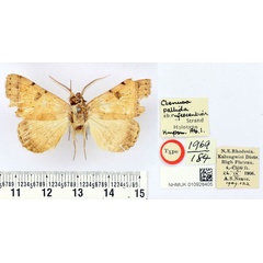 /filer/webapps/moths/media/images/R/rufescentior_Ctenusa_HT_BMNH.jpg