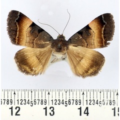 /filer/webapps/moths/media/images/M/molybdopasta_Plecopterodes_A_BMNH.jpg