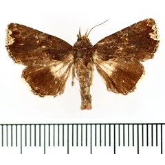 /filer/webapps/moths/media/images/H/holophaea_Catephia_AM_BMNH.jpg