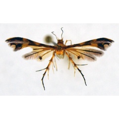 /filer/webapps/moths/media/images/L/leifi_Walsinghamiella_HT_NHMO.jpg