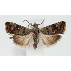 /filer/webapps/moths/media/images/S/spissana_Coccothera_AM_NHMO.jpg
