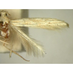 /filer/webapps/moths/media/images/M/microbias_Batrachedra_HT879_TMSA_02.jpg