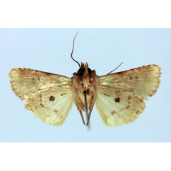 /filer/webapps/moths/media/images/C/cadoreli_Chopardiana_HT_MNHNb.jpg